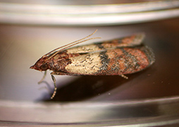 Moth Photos and Videos