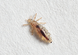 Lice Photos and Videos