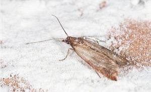 Flour Moth, Pantry Moth (Ephestia kuehniella)