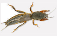 Mole Crickets