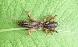 Gryllotalpa gryllotalpa On a piece of grass. Pest of garden plantations