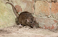 Norway Rats