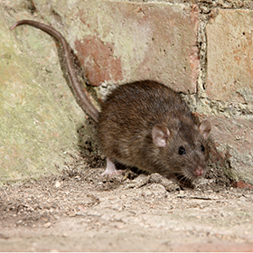 Rodent Control Services