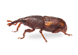 Weevil Photos and Videos