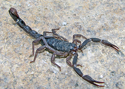 Scorpion Photos and Videos