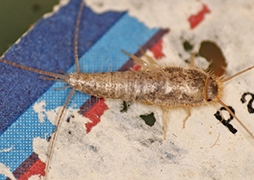 Silverfish Photos and Videos