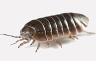 Sow Bugs