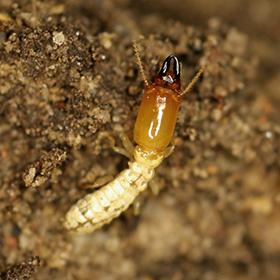 Termite Control