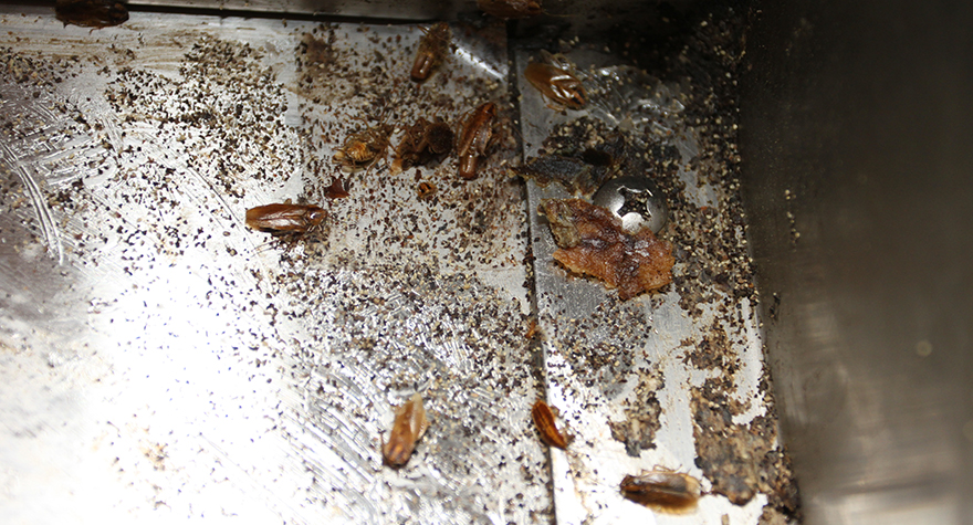 Dezinfektim per insekte