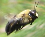 Carpenter Bees