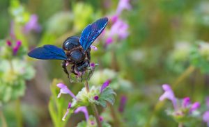 Carpenter bee Xylocopa on the violet flower